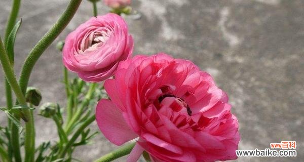 美丽如花的爱情悸动 花语探秘