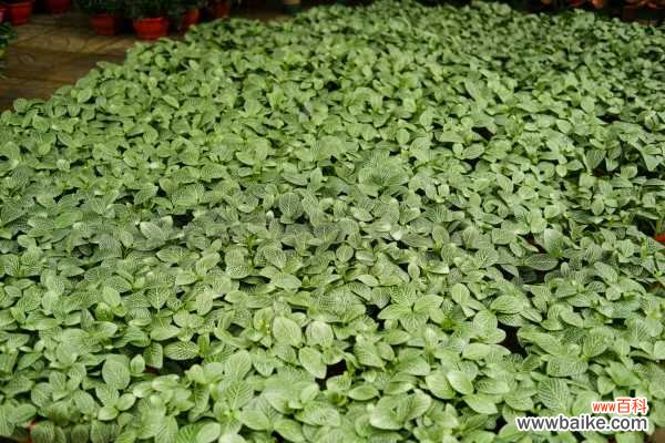 网纹草叶子变干怎么办