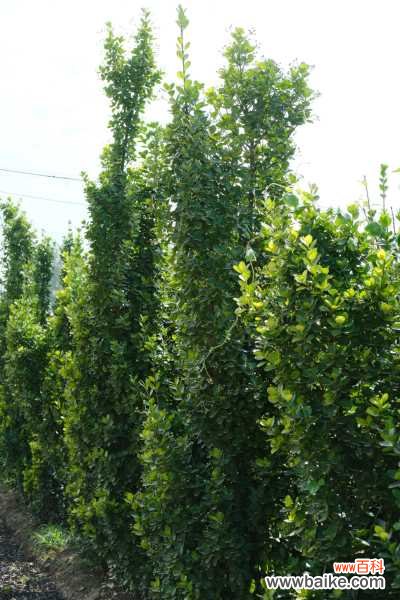 黄杨肥害的防治方法