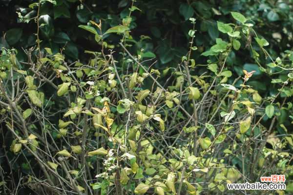 贴梗海棠掉叶子怎么办