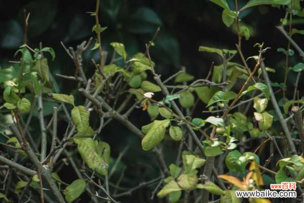 贴梗海棠掉叶子怎么办