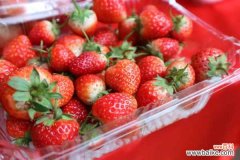 草莓休眠了怎么办