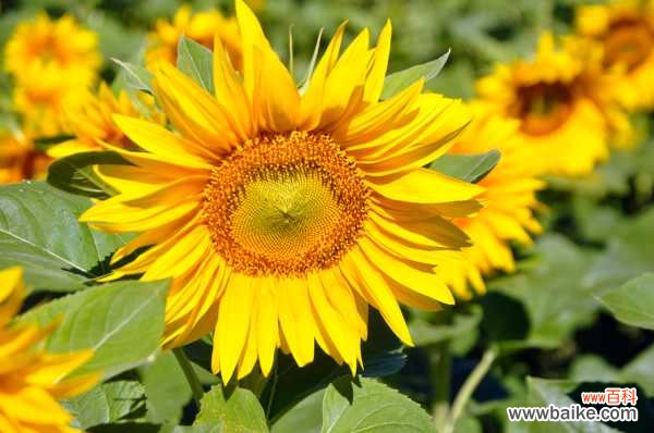 向日葵缺乏营养的症状