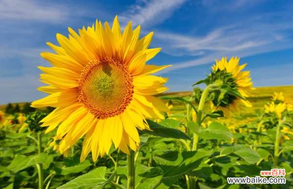 向日葵缺乏营养的症状