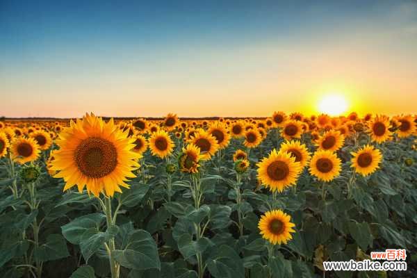 向日葵缺乏营养的症状