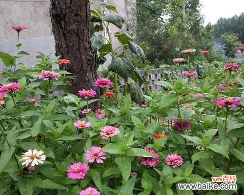 千日红花语的象征意义及文化传承 千日红花语与美好祝福