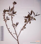 了解乔木胸径 乔木胸径的测量方法及意义