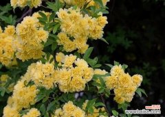 了解木香花的花语与象征 以木香花的花语是什么