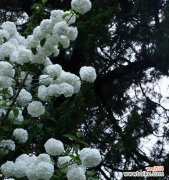 木绣球花束 以木绣球的花语——传递着爱与温馨的木质艺术