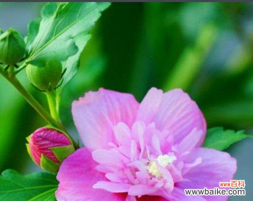 探寻木槿花的花语意义及传承 木槿花语的浪漫与美丽