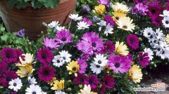 万寿菊花语揭示人生智慧与美好心灵 探寻南非万寿菊的花语之美