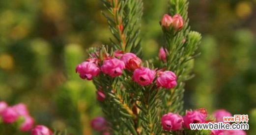 一朵盛开的石楠 探索以欧石楠花语的含义与魅力