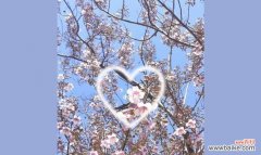 传递爱的信息 泡桐花的花语——悠远的思念