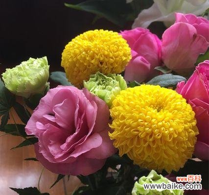 深入了解乒乓菊的花语 乒乓菊的花语与魅力