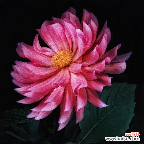 探索七色堇的花语之美 七色堇的花语与魅力