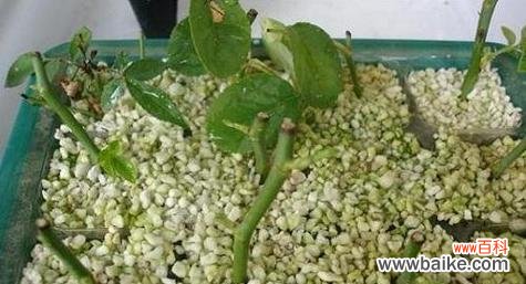 快速繁殖植物的利器 以扦插苗的培育方法与技巧