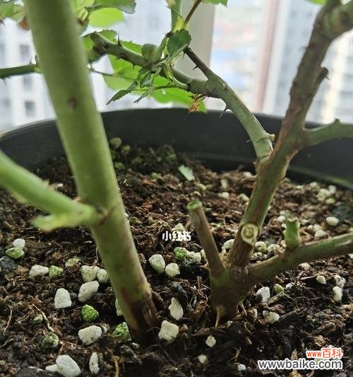 快速繁殖植物的利器 以扦插苗的培育方法与技巧