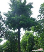 揭秘全冠树的形成机制与生态功能 全冠树