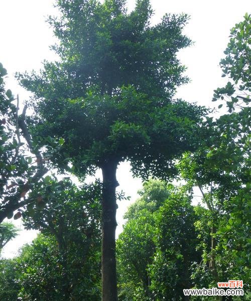 揭秘全冠树的形成机制与生态功能 全冠树