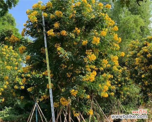 揭秘全冠树的形成机制与生态功能 全冠树