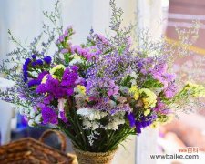 揭示情人草的神秘语言 爱情的绽放