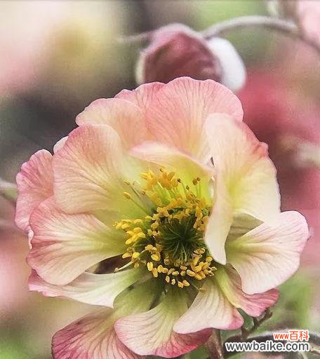 日本早樱的花语与寓意 盛开在春天的日本早樱-爱与希望的象征