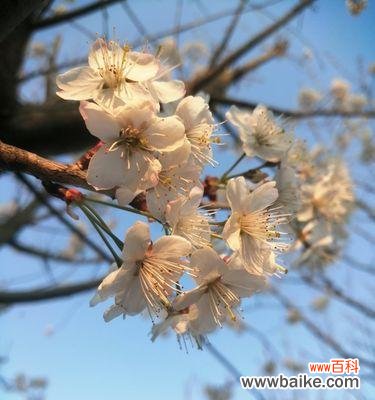 日本早樱的花语与寓意 盛开在春天的日本早樱-爱与希望的象征