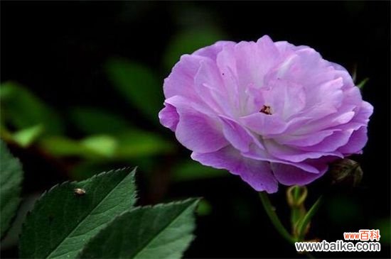 蔷薇花的寓意有什么？红蔷薇寓意着热恋