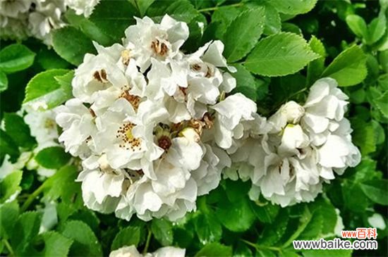 蔷薇花的寓意有什么？红蔷薇寓意着热恋