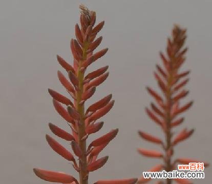 芦荟花语象征与寓意代表含义是什么？如何理解芦荟的花语？