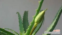 芦荟花语象征与寓意代表含义是什么？如何理解芦荟的花语？