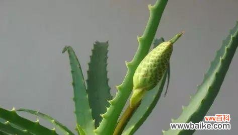 芦荟花语象征与寓意代表含义是什么？如何理解芦荟的花语？