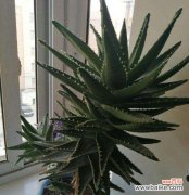 芦荟开花好吗？芦荟开花的风水寓意是什么？