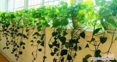 芦荟盆栽的风水寓意是什么？如何正确摆放以招财纳福？