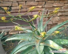 芦荟开花预示着什么意思？芦荟开花的含义是什么？