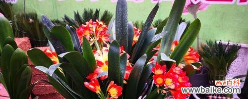 长春市花君子兰的花语寓意是什么？