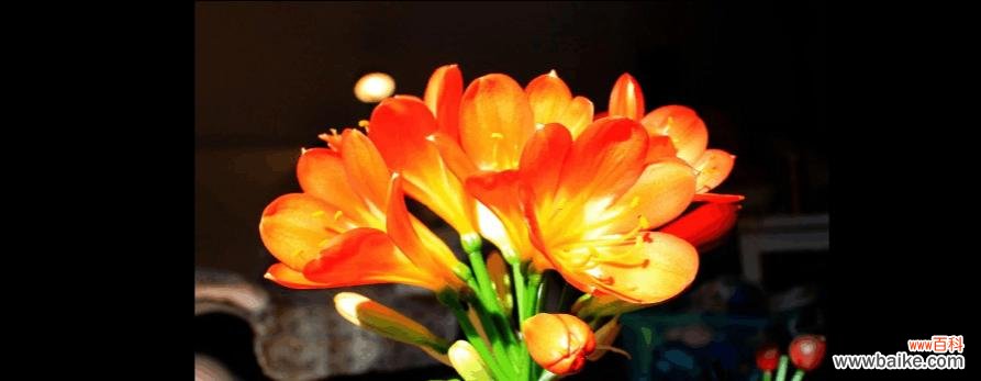 长春市花君子兰的花语寓意是什么？