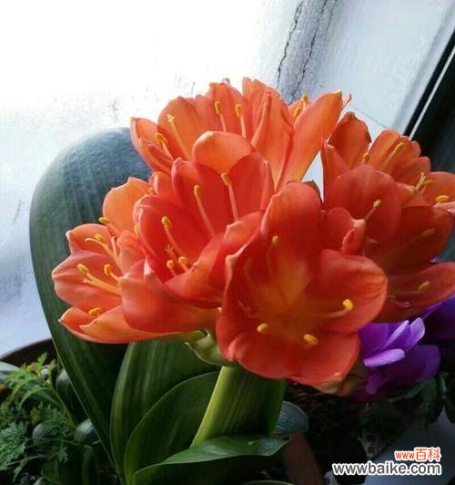 长春市花君子兰的花语寓意是什么？