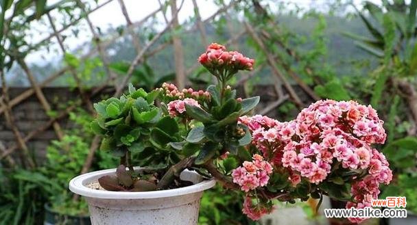 长寿花的寓意和象征是什么？如何正确养护长寿花？