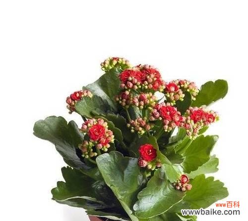 长寿花的花语是什么？如何正确养护长寿花？