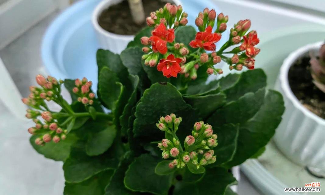 长寿花的花语象征和寓意是什么？