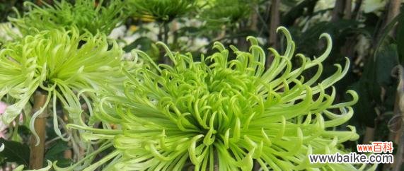 绿菊花的花语含义是什么？如何正确解读绿菊的象征意义？