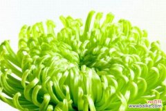 绿菊花的花语含义是什么？如何正确解读绿菊的象征意义？