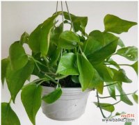 绿萝开花真的预示着好运吗？揭秘绿萝开花的含义？