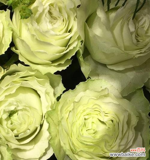 绿玫瑰代表什么?绿玫瑰花语有哪些含义?