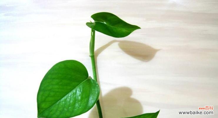 绿萝的花语和寓意象征着什么意思？如何正确解读绿萝的象征意义？