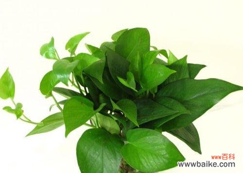 绿萝的花语和寓意象征着什么意思？如何正确解读绿萝的象征意义？