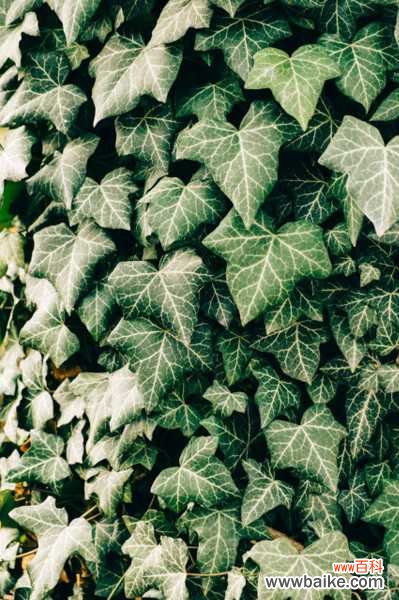 常春藤黄叶子怎么办