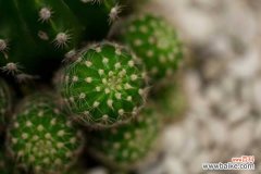 仙人球发黄了怎么办