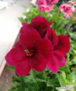 天竺葵叶子发黄咋办